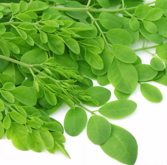 辣木葉壓片糖果代加工 辣木葉壓片糖果代加工