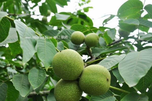 TϺҷNֲĭh(hun)l|l(f)