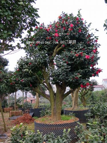 軨Ř(sh)   Ͳ޽ȫ(gu)н