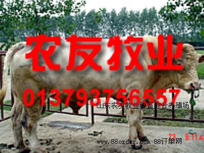 B(yng)ţɽ|RţB(yng)ţ