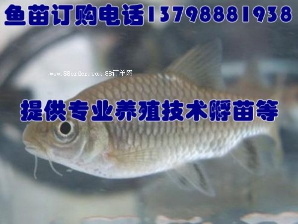 ɽh/~(y)繩(yng)r(ji)/r~(y)΃r(ji)l(f)S/ɳh